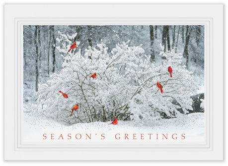 Cardinal Greeting Cards